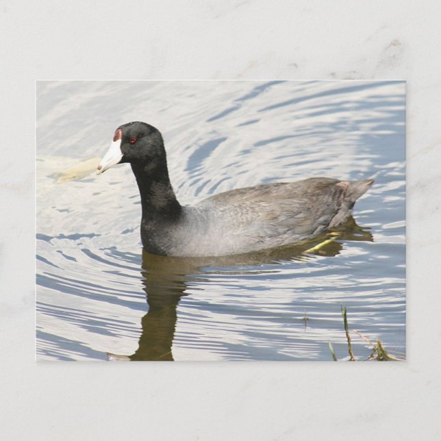 American Coot Photo Postcard (Front)