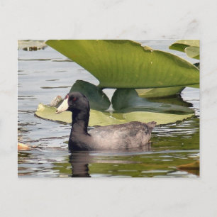 American Coot Photo Postcard