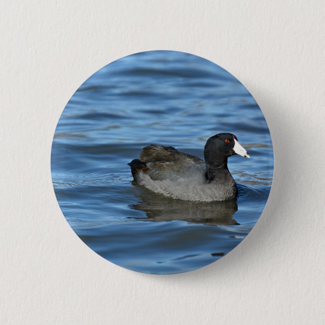 American Coot Pinback Button (Front)