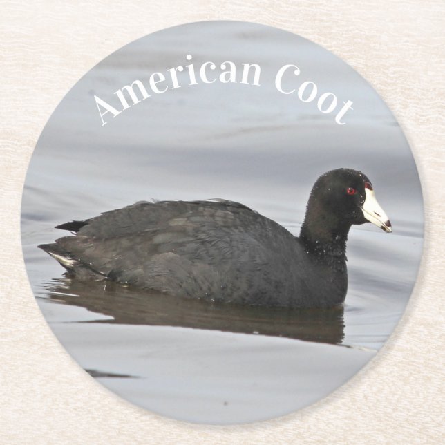 American Coot Round Paper Coaster (Front)