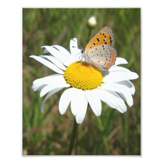 American Copper Butterfly Photo Print