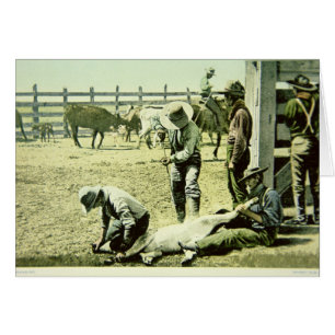 American cowboys branding a calf, c.1900 (photo) cards