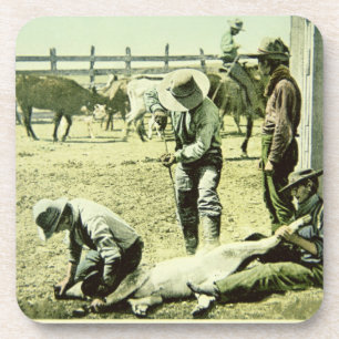 American cowboys branding a calf, c.1900 (photo) coaster