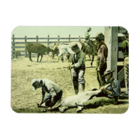 American cowboys branding a calf, c.1900 (photo)
