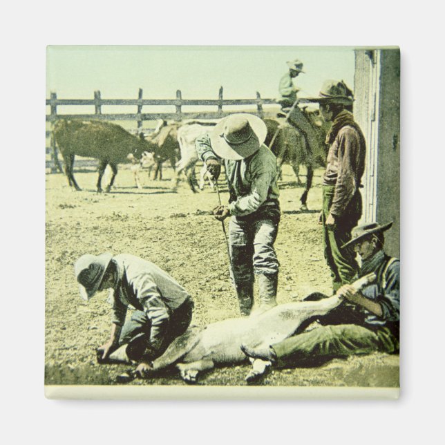 American cowboys branding a calf, c.1900 (photo) magnet (Front)