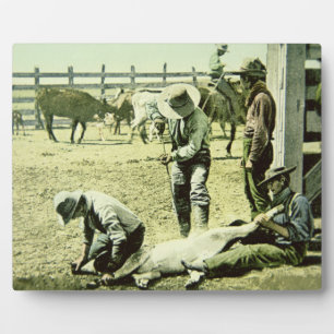 American cowboys branding a calf, c.1900 (photo) plaque