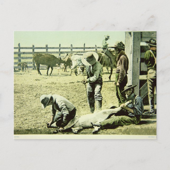 American cowboys branding a calf, c.1900 (photo) postcard (Front)
