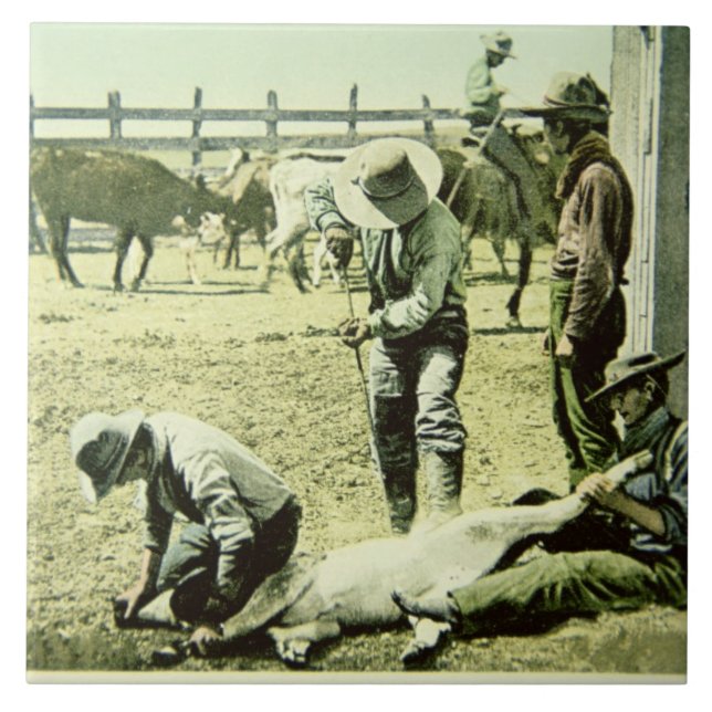American cowboys branding a calf, c.1900 (photo) tile (Front)
