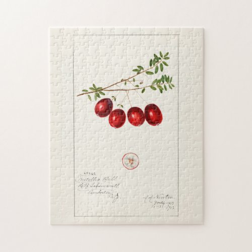 American Cranberry Vaccinium macrocarpon Jigsaw Puzzle