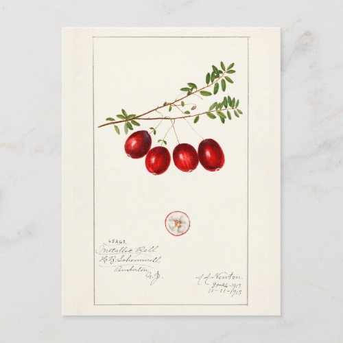 American Cranberry Vaccinium macrocarpon Postcard