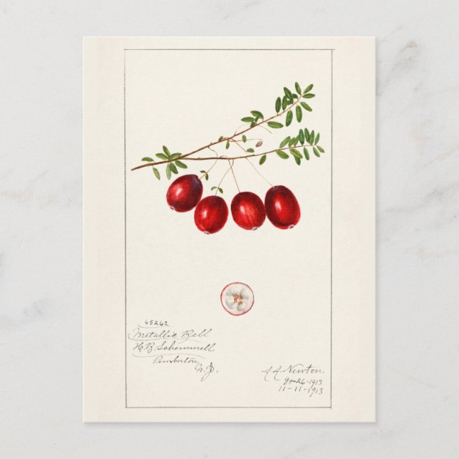 American Cranberry (Vaccinium macrocarpon) Postcard (Front)