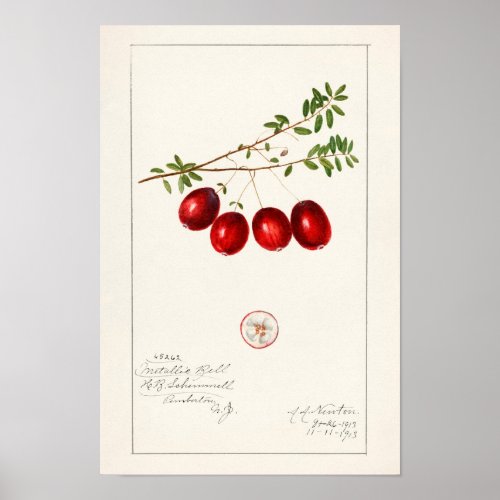 American Cranberry Vaccinium macrocarpon Poster