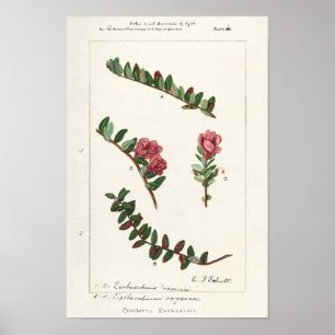 American Cranberry (Vaccinium Macrocarpon) Poster