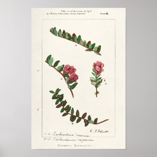 American Cranberry Vaccinium Macrocarpon Poster