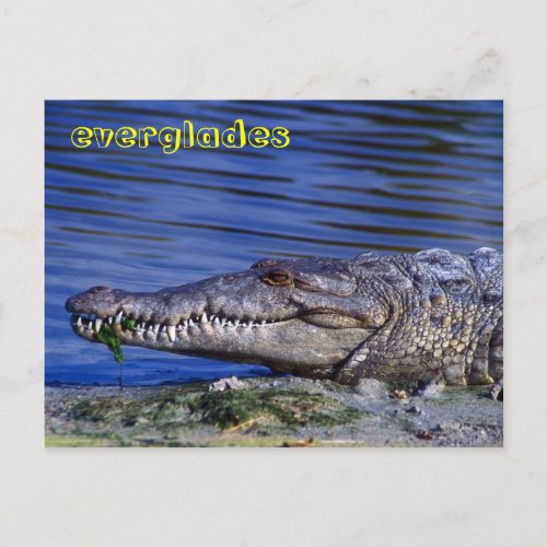 American Crocodile Everglades Postcard