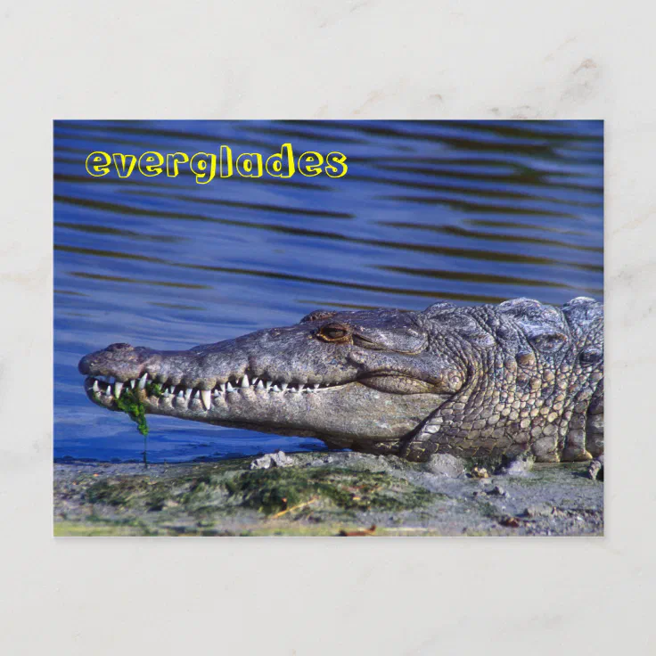 American Crocodile Everglades Postcard | Zazzle