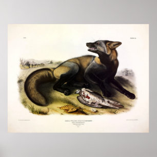 American Cross-Fox (Vulpes vulpes) by Audubon Poster