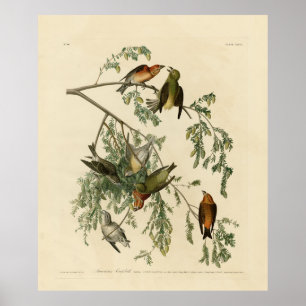 American Crossbill from Audubon's Birds of America Poster