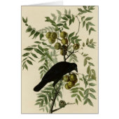 American Crow (Front)