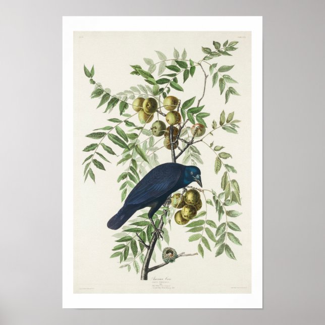 American Crow by Audubon Poster (Front)