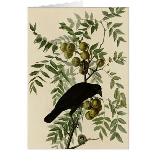 American Crow Cards (Front)