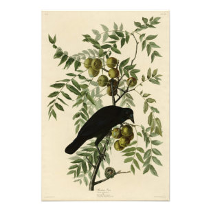 American Crow from John Audubon's Birds of America Photo Print
