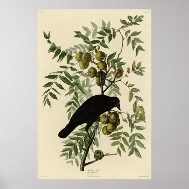 American Crow from John Audubon's Birds of America Poster (Front)