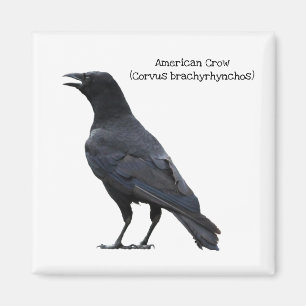 American Crow Magnet