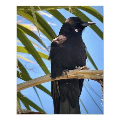 American Crow Photo Print