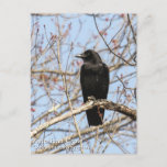 American Crow Postcard at Zazzle