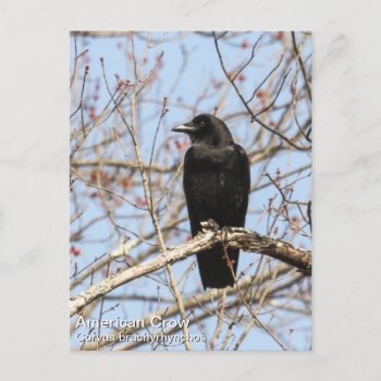 American Crow Postcard by DEidamPhoto at Zazzle