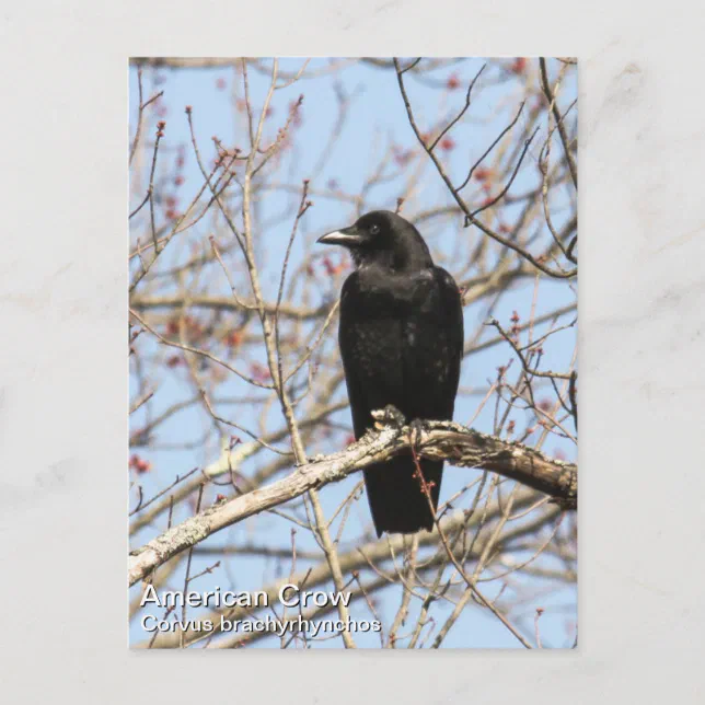 American Crow Postcard | Zazzle