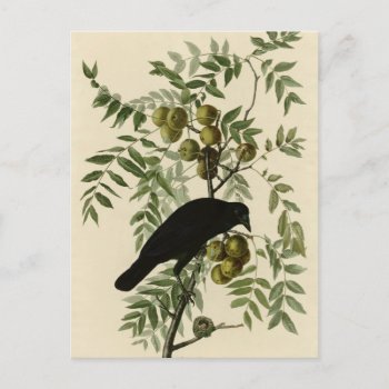 American Crow Postcard by birdpictures at Zazzle