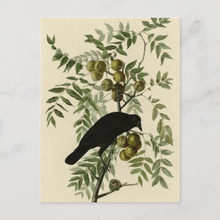 American Crow Postcard