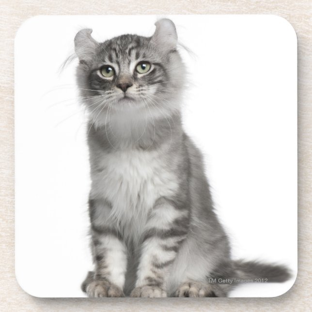 American Curl Kitten (3 months old) Beverage Coaster (Front)