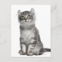American Curl Kitten (3 months old)