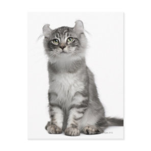 American Curl Kitten (3 months old) Postcard