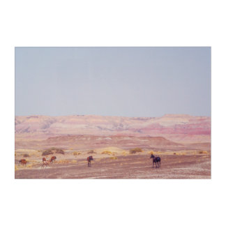 American Desert Horses P8670 Acrylic Print