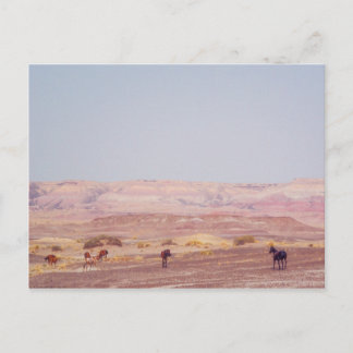 American Desert Horses P8670 Postcard