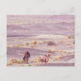 American Desert Horses P8670 Postcard