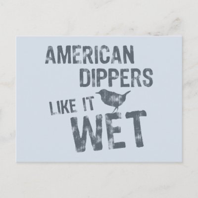 American Dippers Like It Wet Postcard