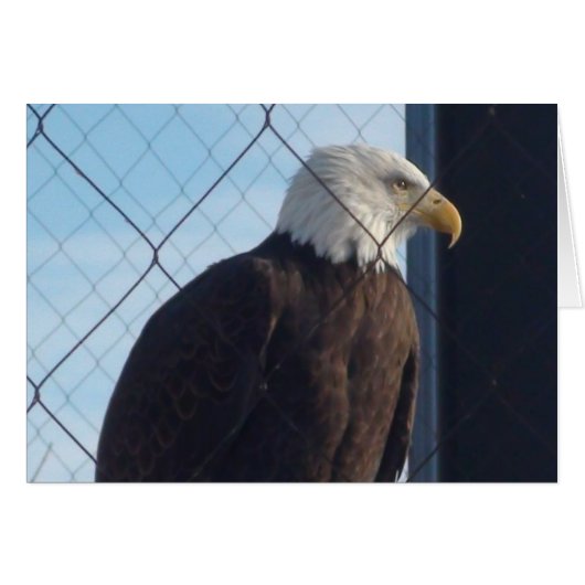 American Eagle Greetings Card (Front Horizontal)