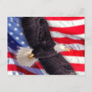 American Eagle with American Flag Postcard