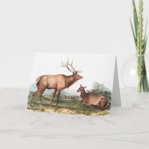 American Elk (Cervus Canadensis) Illustration Card