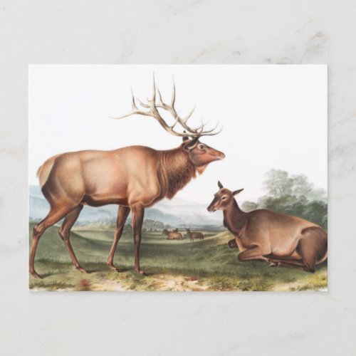 American Elk Cervus Canadensis Illustration Postcard