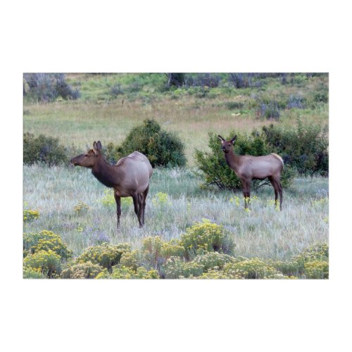 American Elk  Colorado Acrylic Print