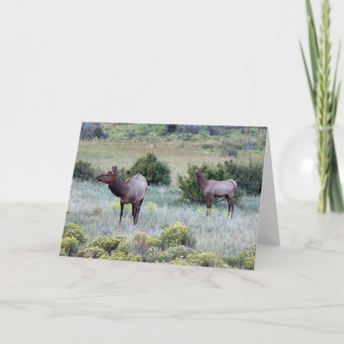American Elk  Colorado Card