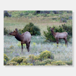 American Elk Colorado Foam Board