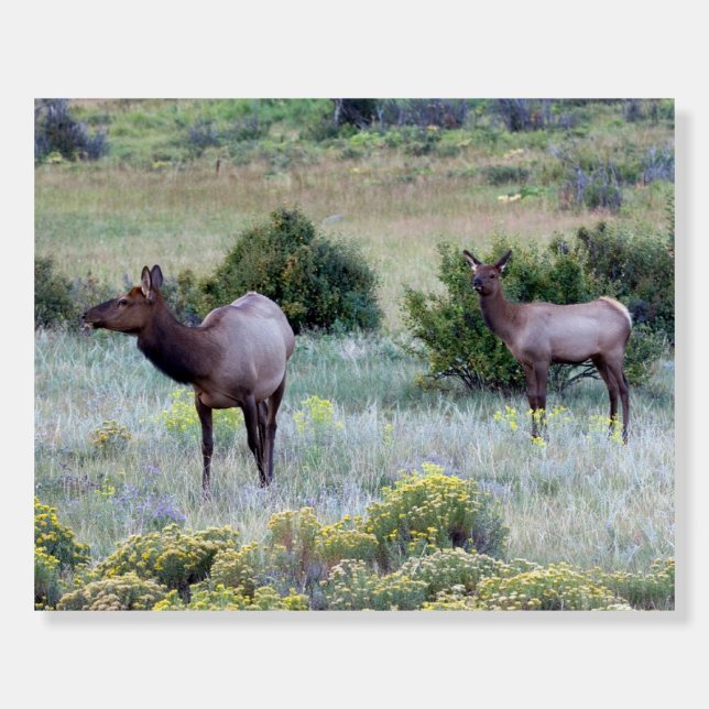 American Elk | Colorado Foam Board (Front)