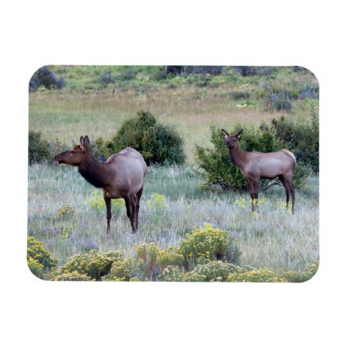 American Elk  Colorado Magnet